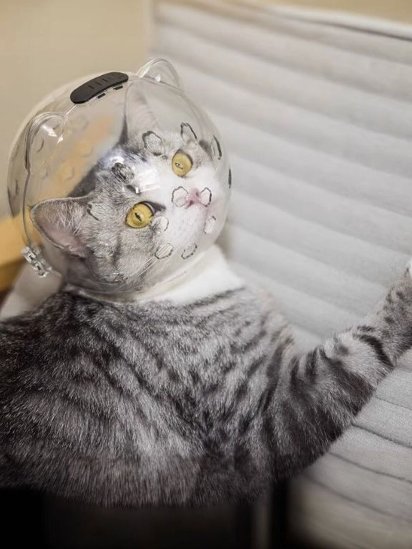 Transparent Anti - Bite Pet Spherical Head Cover - Loving It Shop