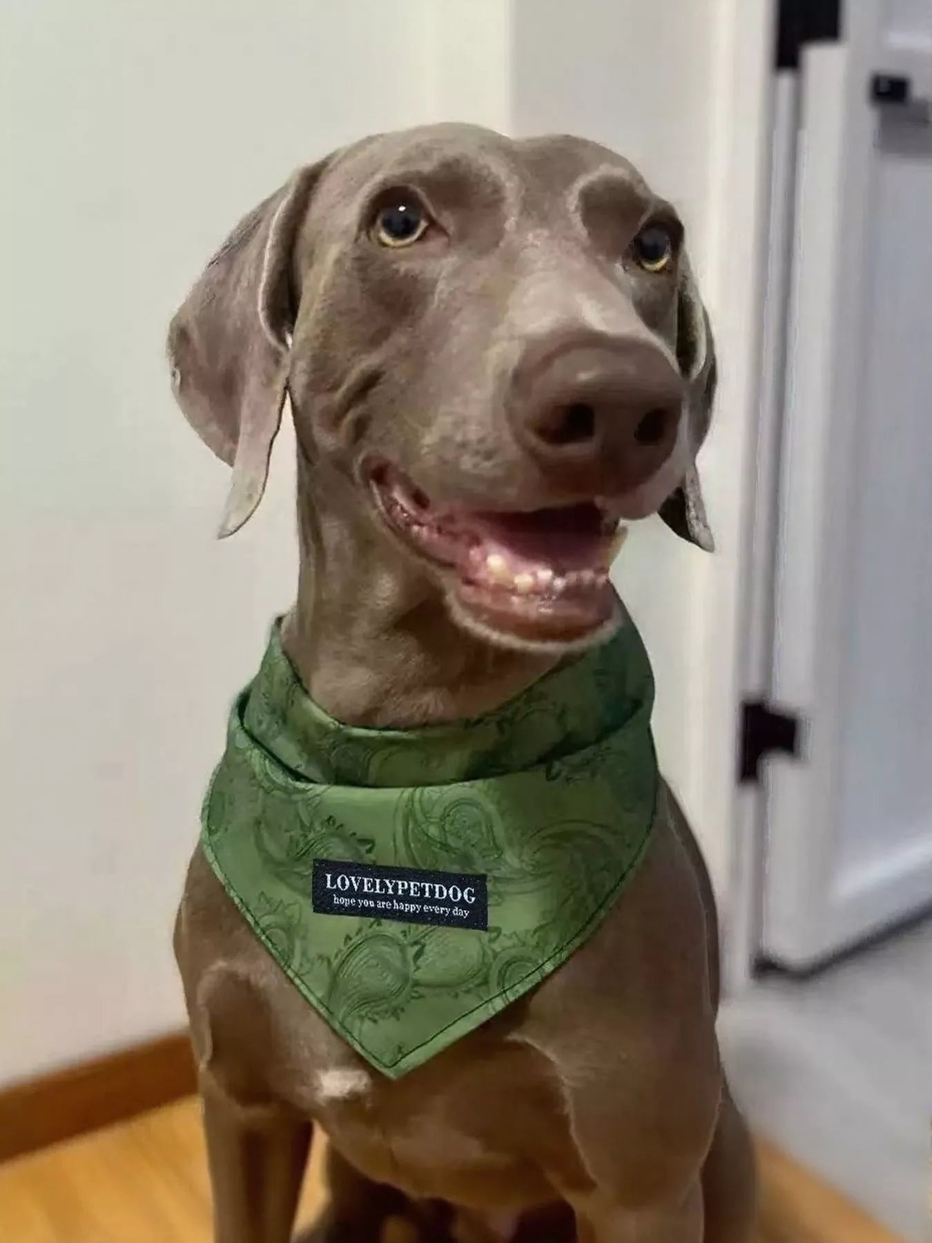 Lightweight Pet Scarf - Loving It Shop