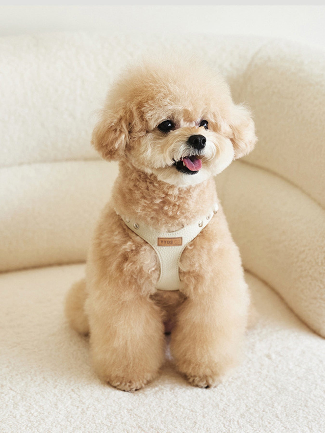 Rivet - Decorated Dog Harness Leash Set - Loving It Shop