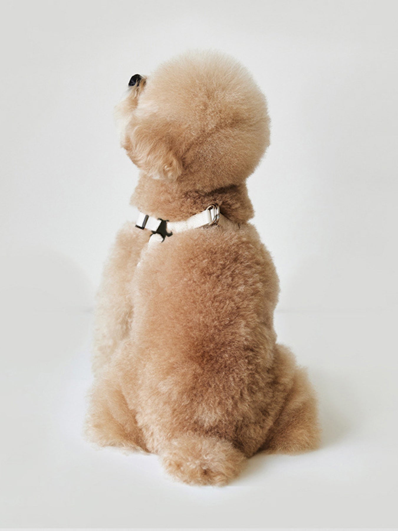 Rivet - Decorated Dog Harness Leash Set - Loving It Shop