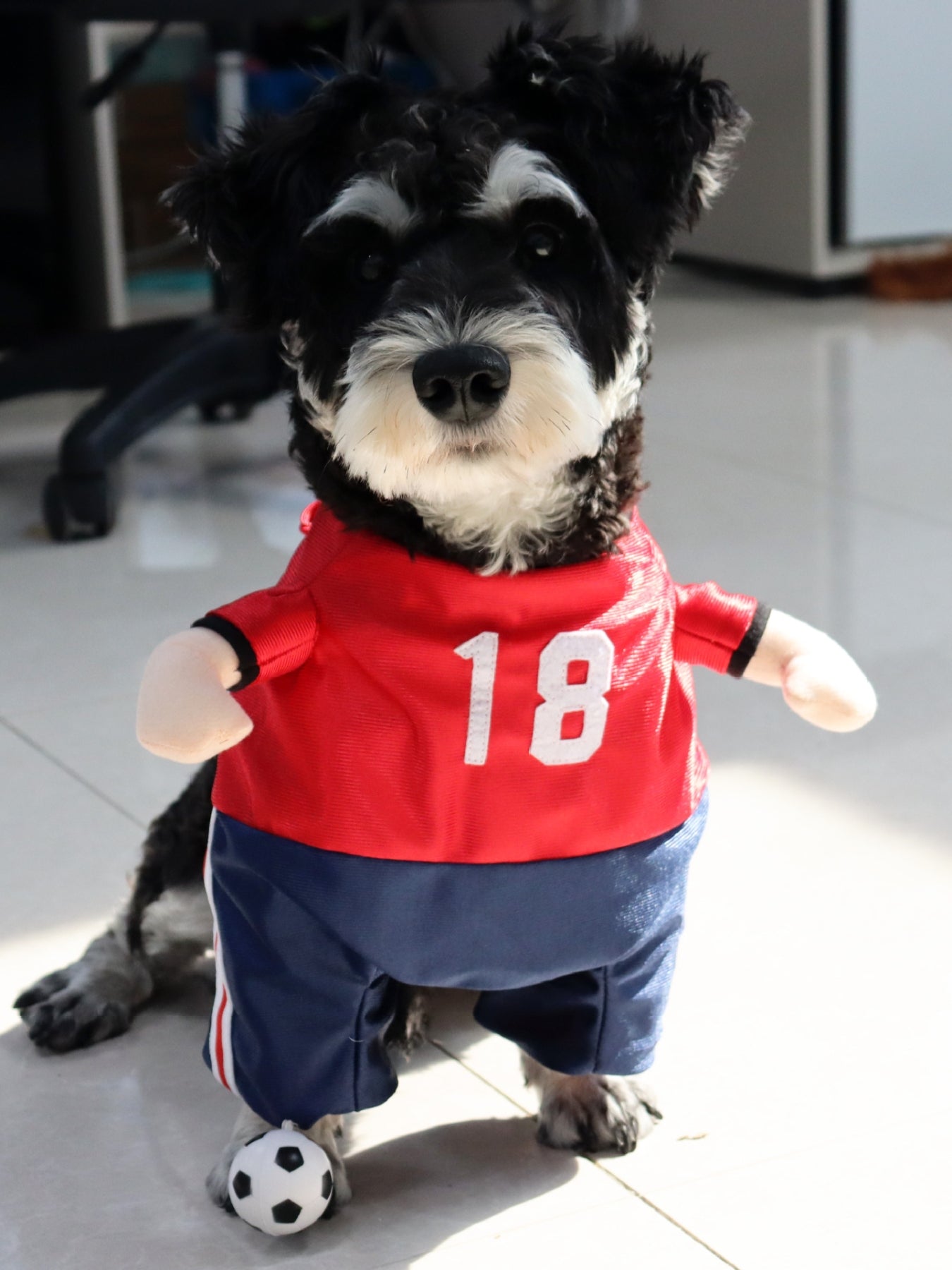 Number Pet Jumpsuit - Loving It Shop