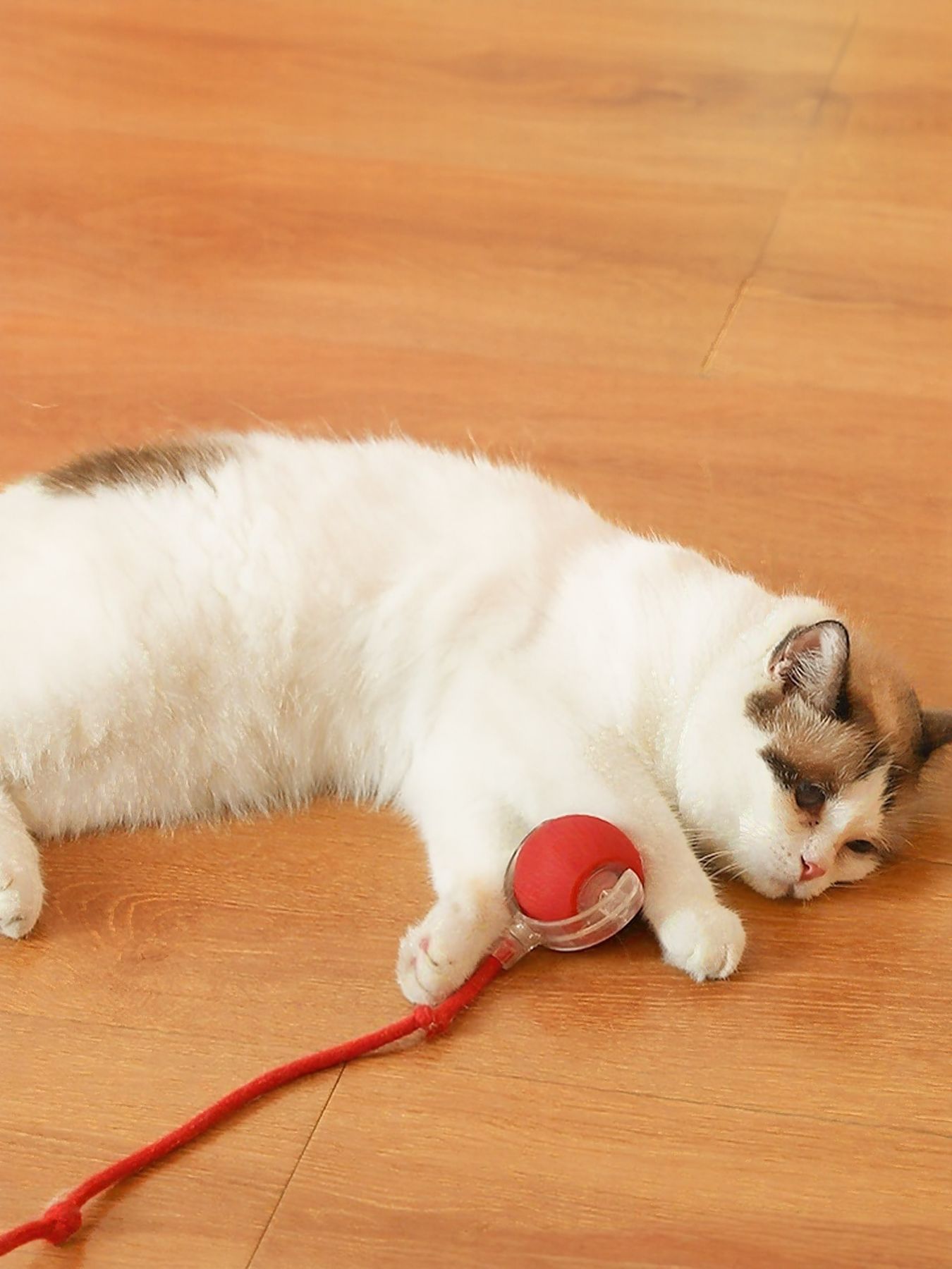 Interactive Ball Cat Sound Toy with Rope - Loving It Shop