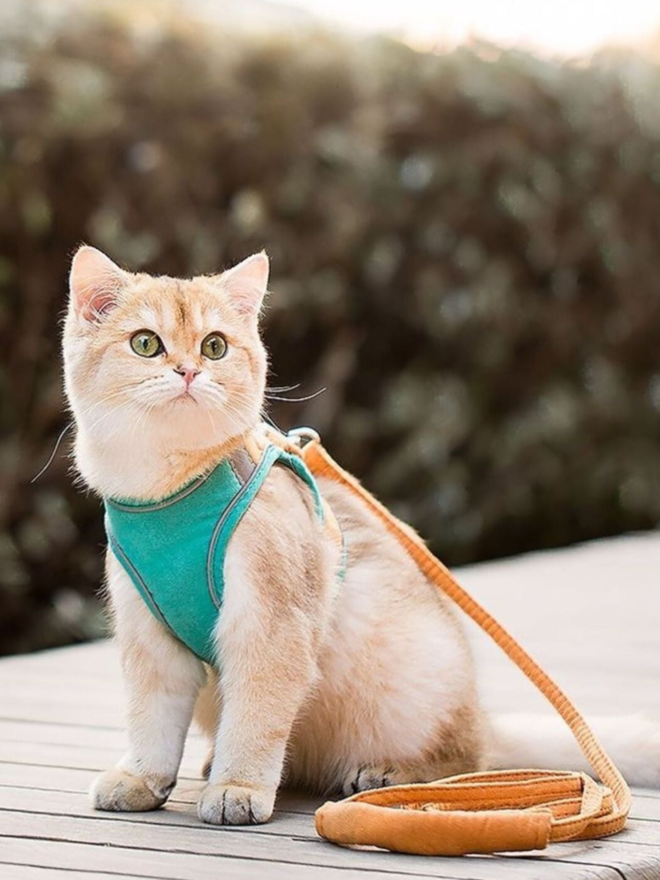 Escape - Proof Cat Harness and Leash Set - Loving It Shop
