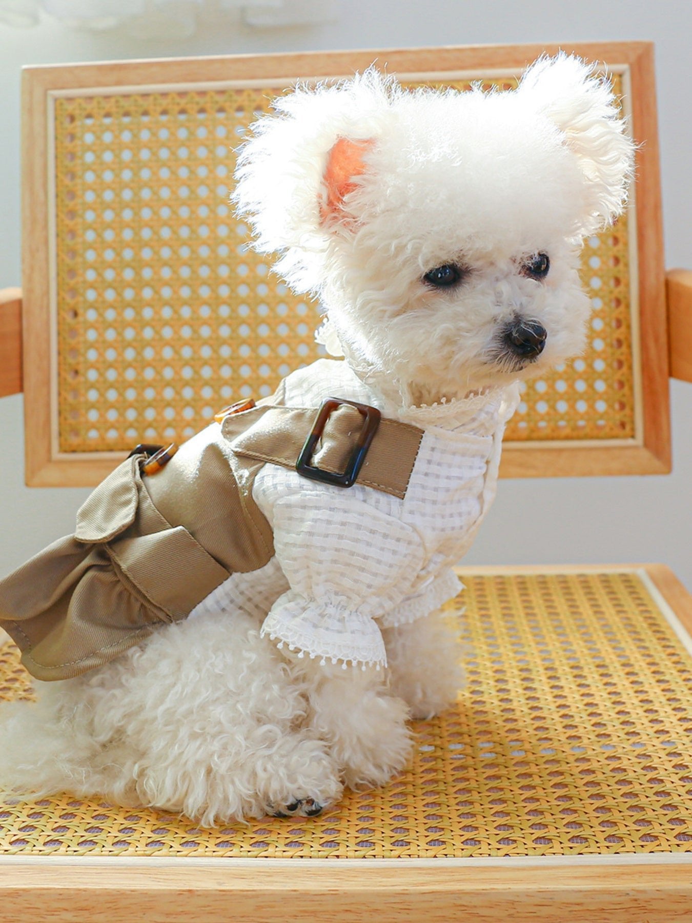 Buckle Pet Trench Coat - Loving It Shop