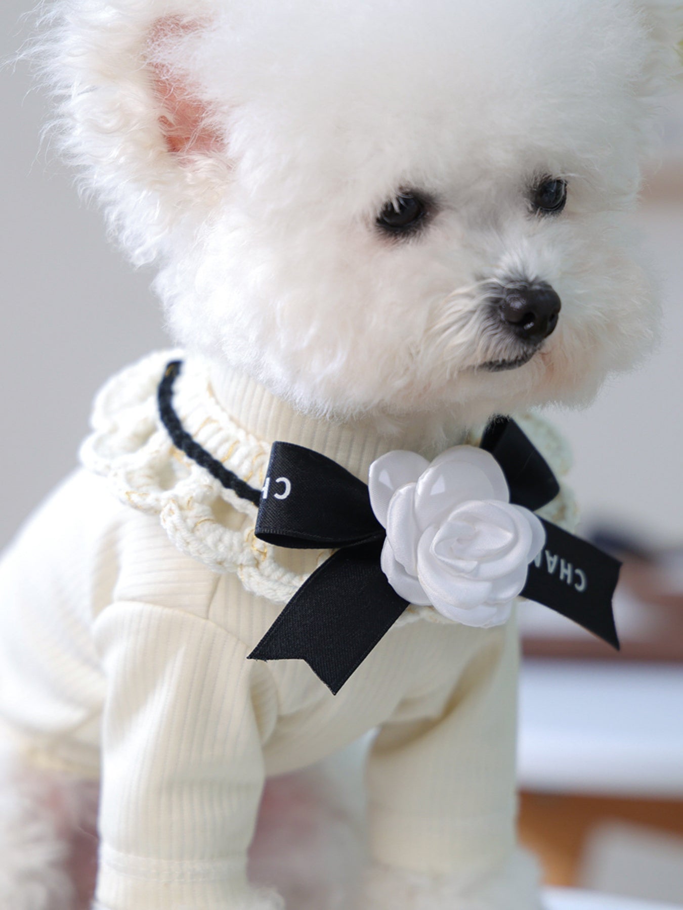 Contrast Pet Scarf - Loving It Shop