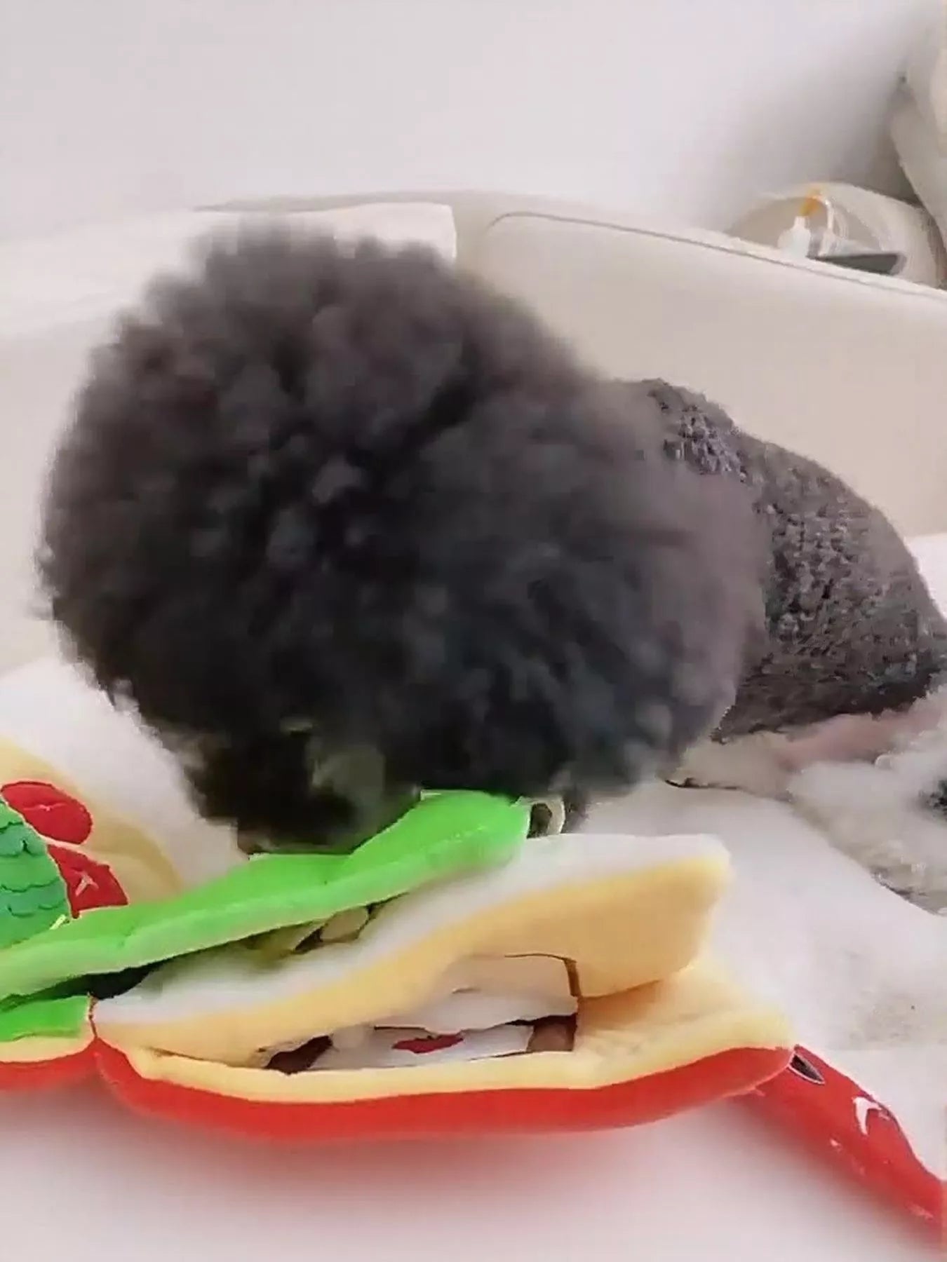 Interactive Crinkle Book Pet Sound Toy - Loving It Shop