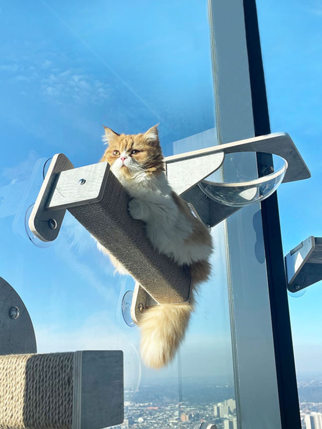 Window Mounted Cat Condos - Loving It Shop