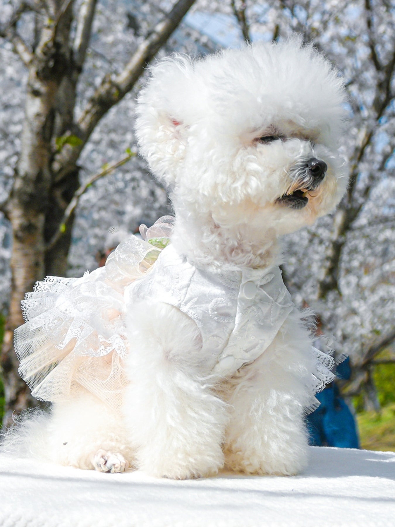 Ruffled Lace Pet Dress - Loving It Shop