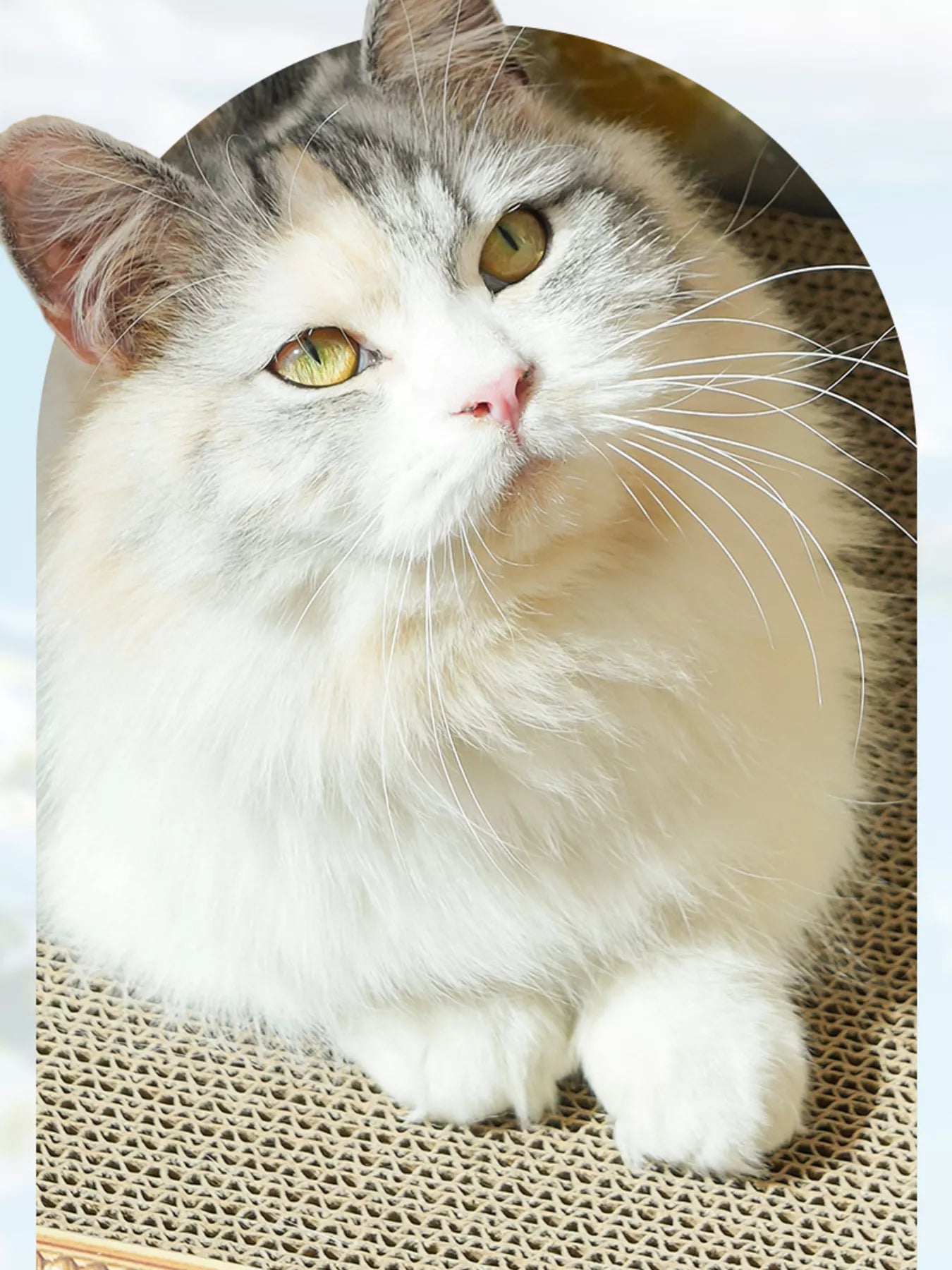 Artistic Frame Cat Scratcher Nest - Loving It Shop