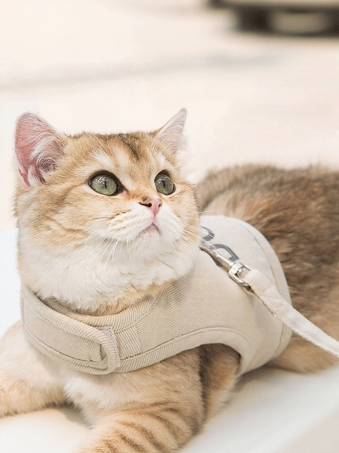 Breathable Pet Harness Leash Set - Loving It Shop