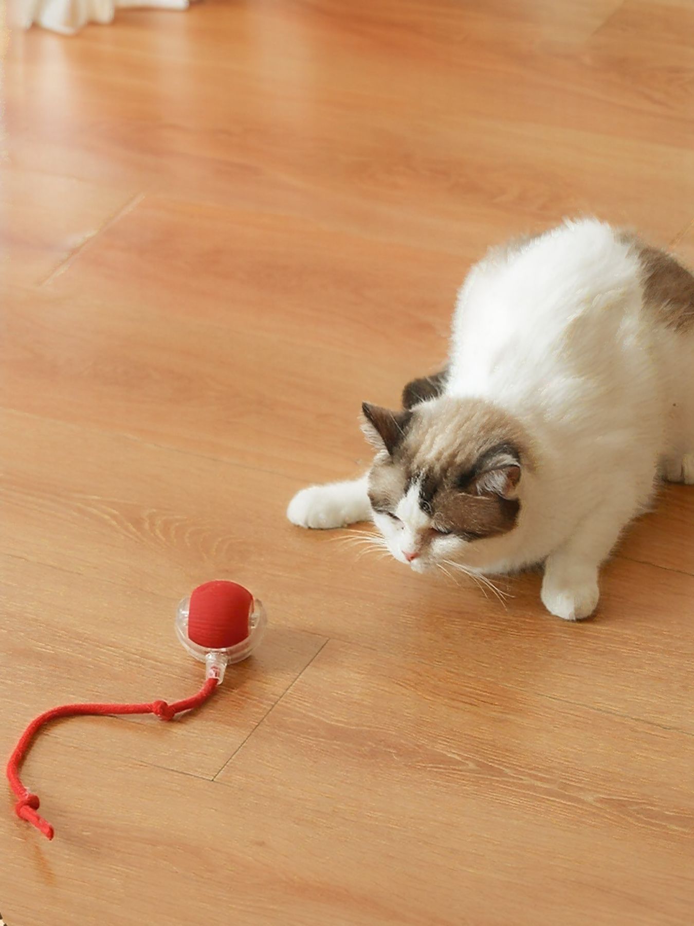 Interactive Ball Cat Sound Toy with Rope - Loving It Shop