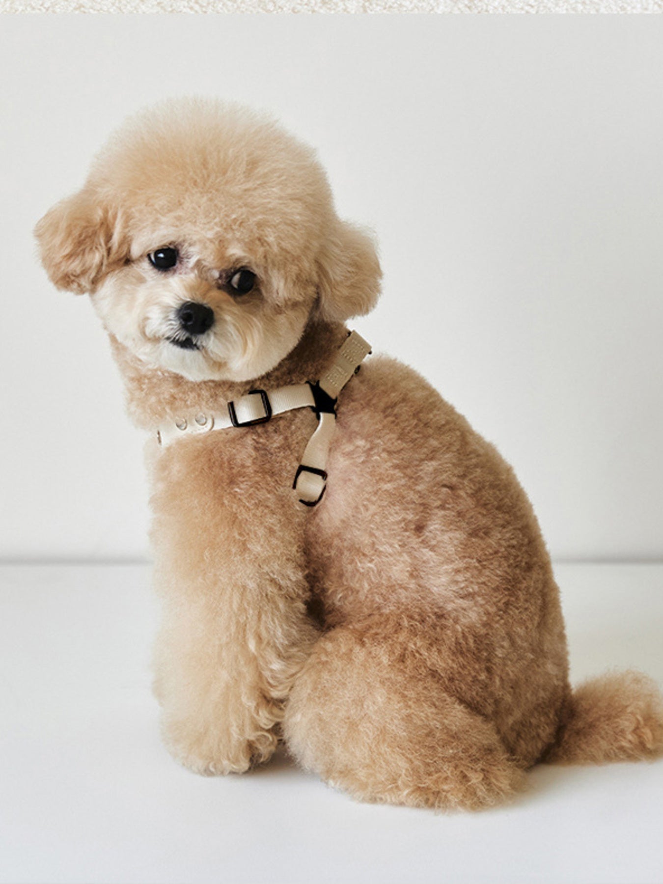 Rivet - Decorated Dog Harness Leash Set - Loving It Shop