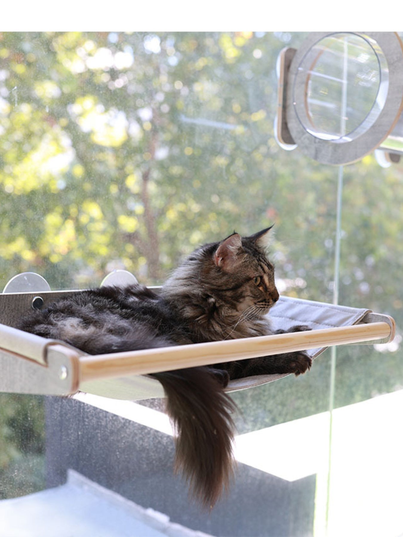 Window Mounted Cat Condos - Loving It Shop