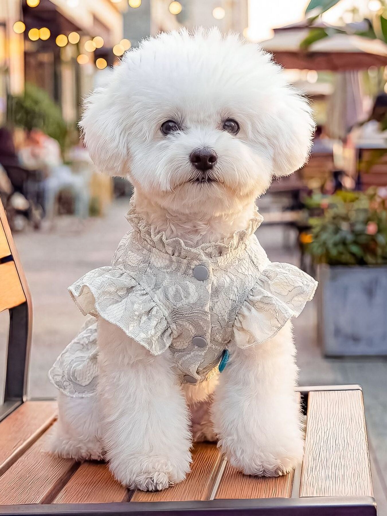 Ruffled Pet Dress with Bow - Loving It Shop