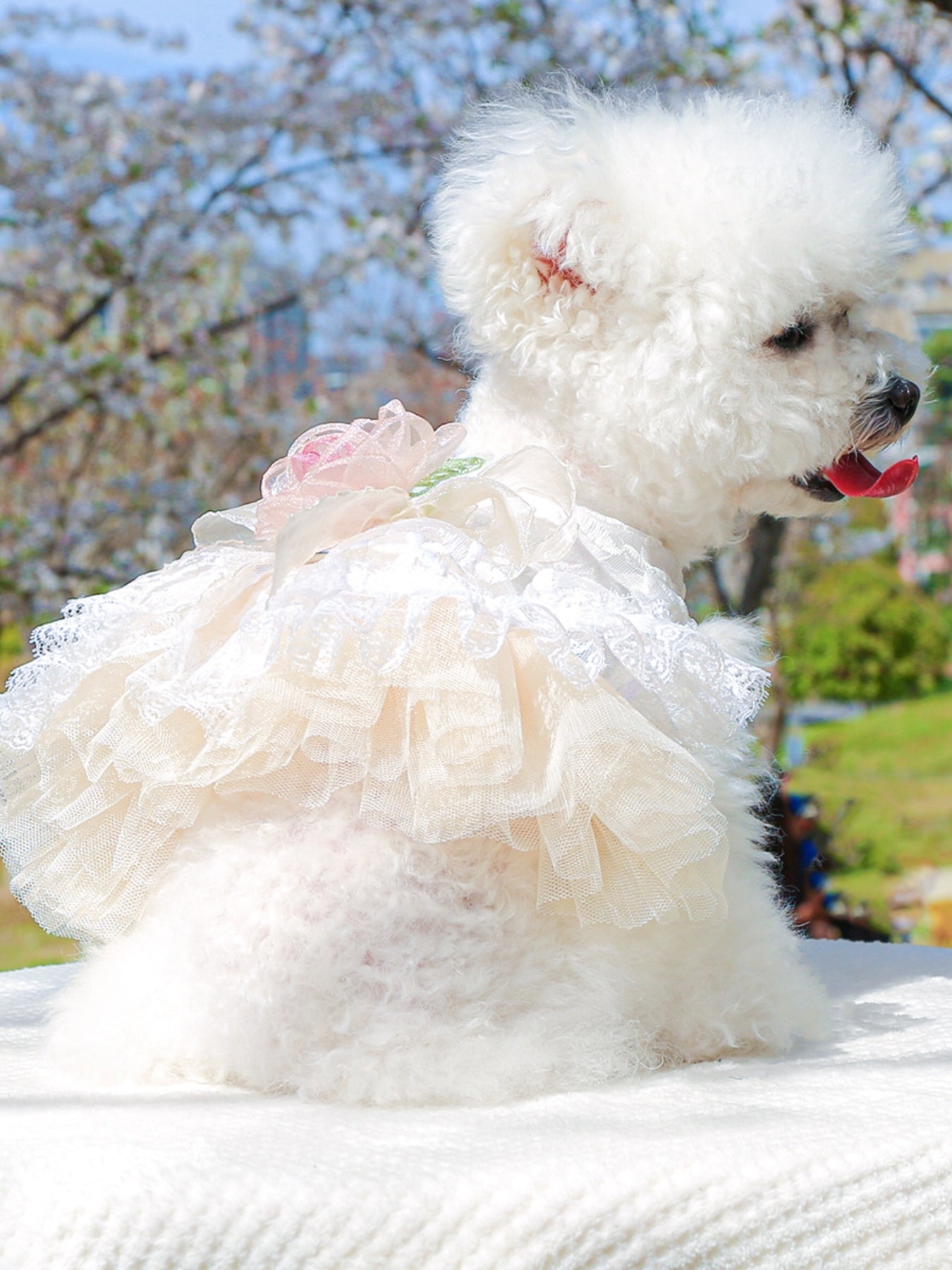 Ruffled Lace Pet Dress - Loving It Shop