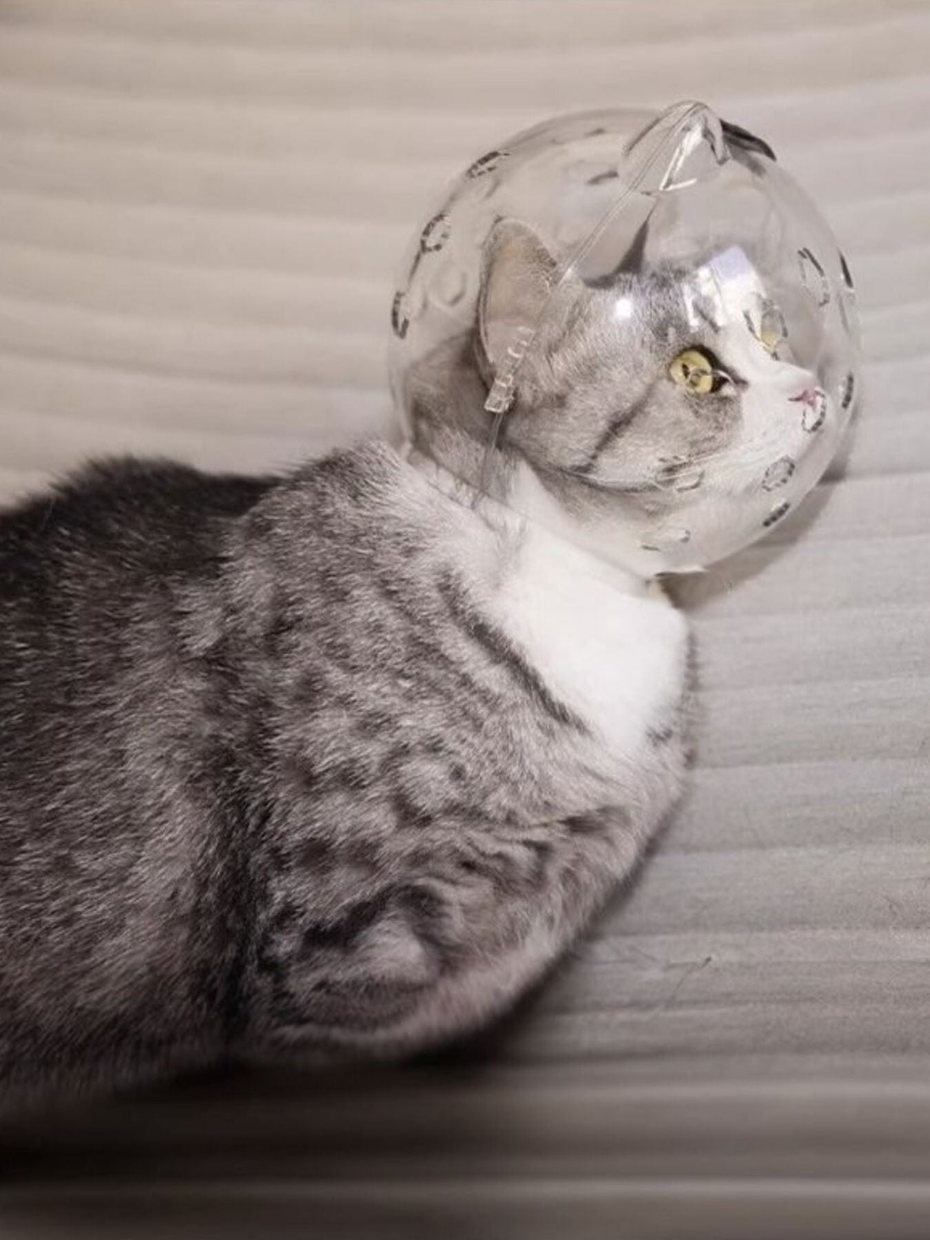 Transparent Anti - Bite Pet Spherical Head Cover - Loving It Shop