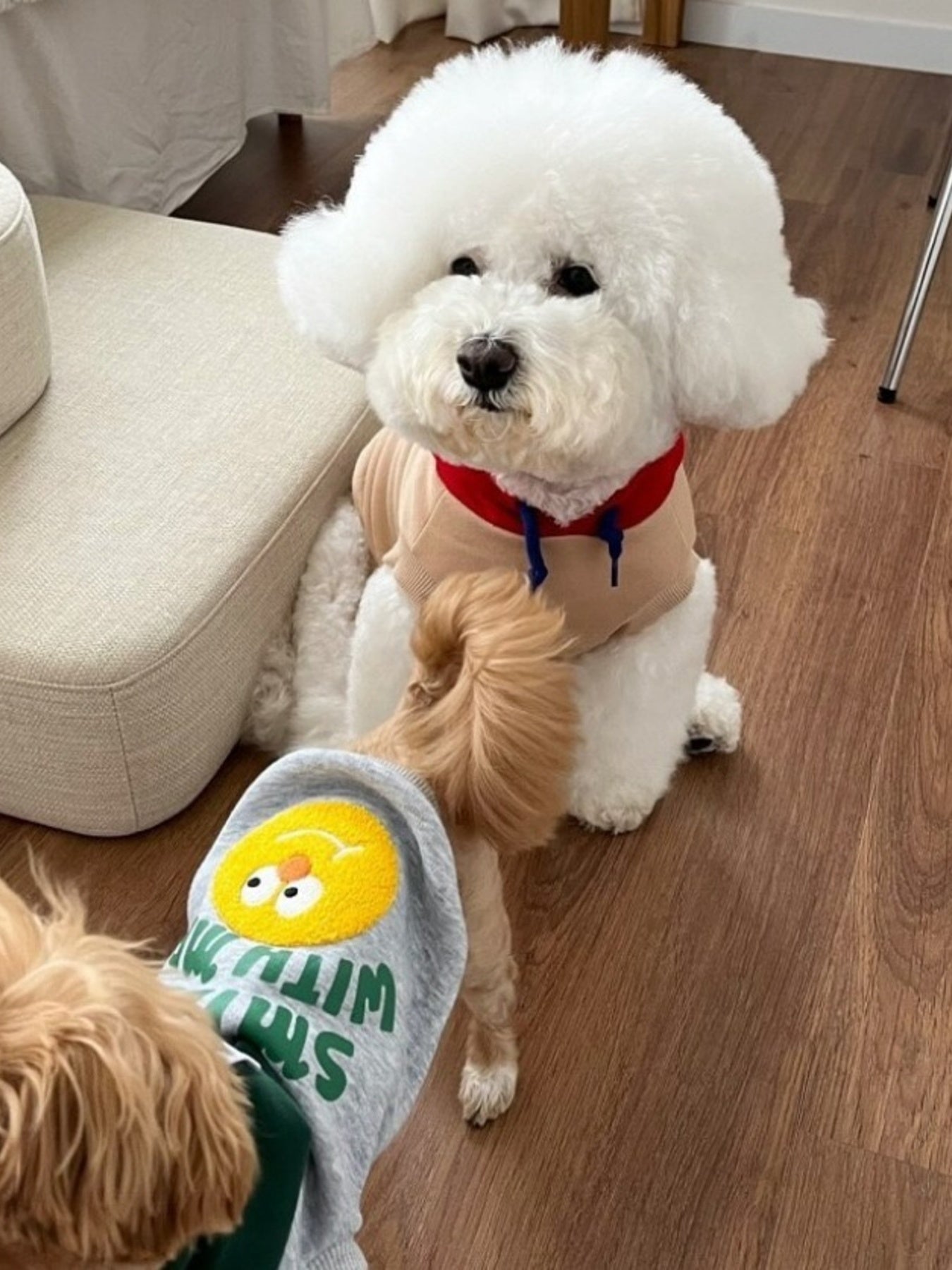 Cute Cartoon Pet Top - Loving It Shop