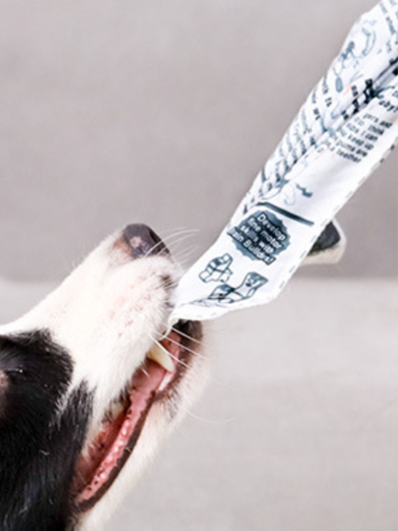 Newspaper Style Pet Sound Toy - Loving It Shop