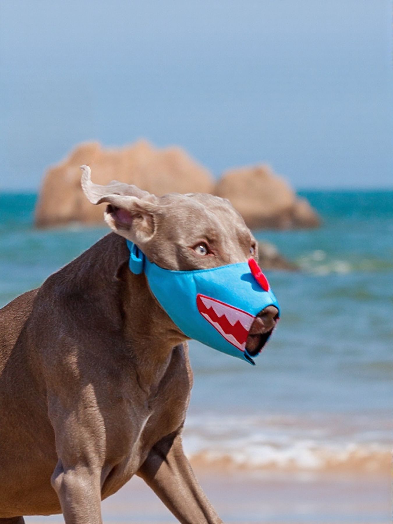 Funny Face Anti - Bite Pet Muzzle - Loving It Shop