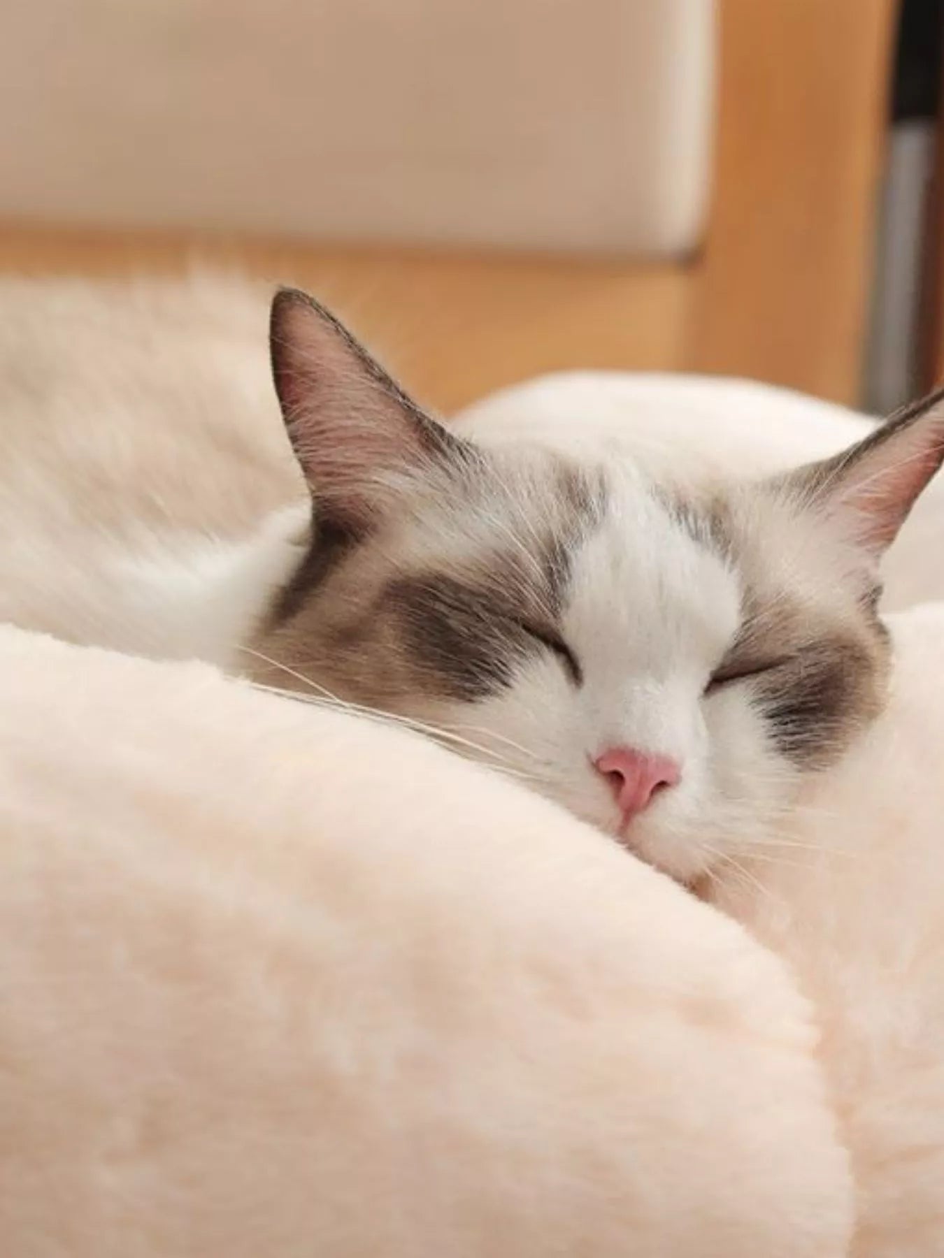 Round Plush Pet Nest with Cloud Pillow - Loving It Shop