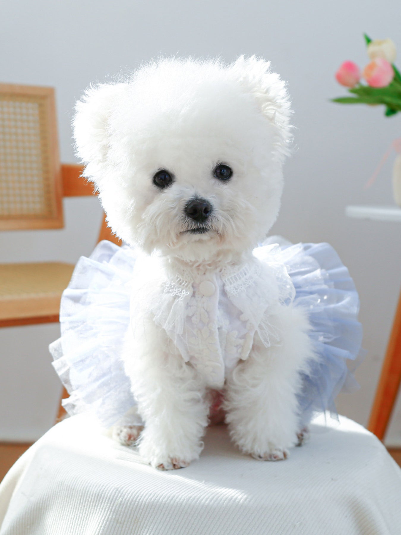 Lace Tutu Pet Dress - Loving It Shop