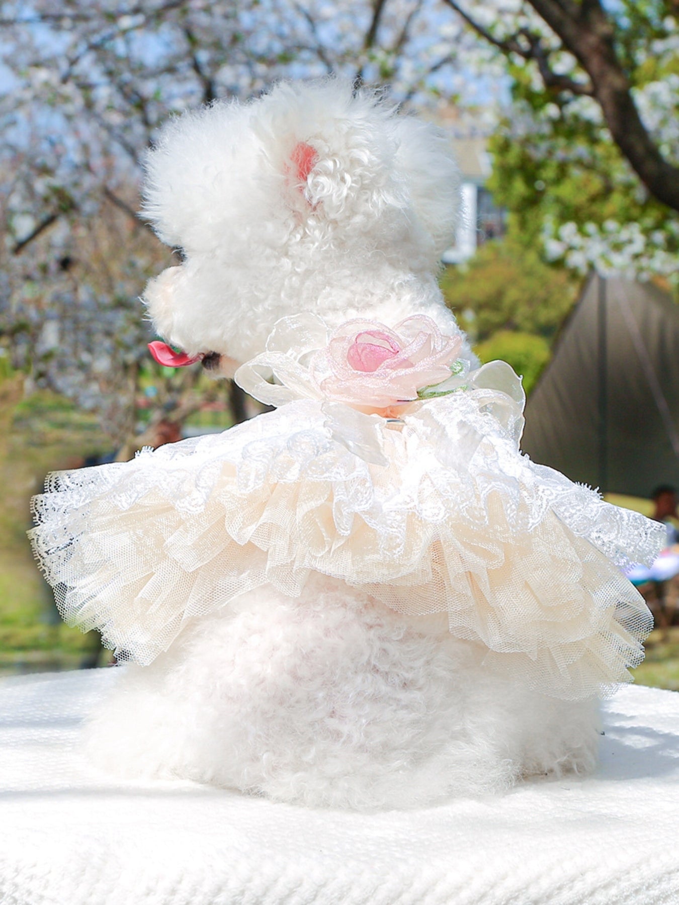 Ruffled Lace Pet Dress - Loving It Shop